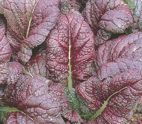 How to Grow Red Mustard in your Home Garden